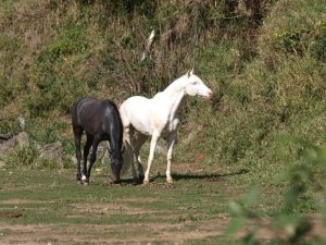 Venha se encantar com o mundo dos cavalos