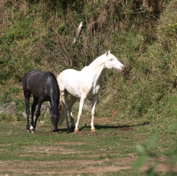 Cuidados perto dos cavalos