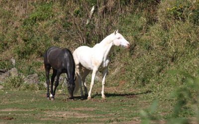 Cuidados perto dos cavalos